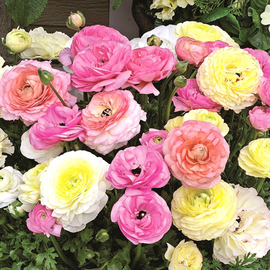 ラナンキュラス F1　マシェ シリーズ 