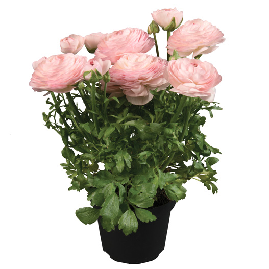 ラナンキュラス F1　スプリンクルス シリーズ 