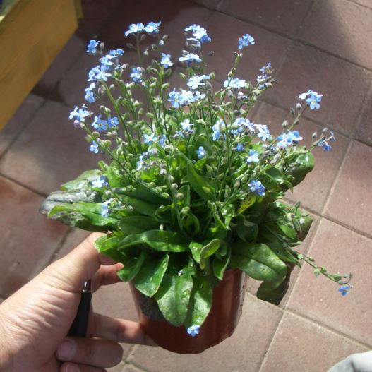 ミオソティス　モナミ シリーズ 忘れな草