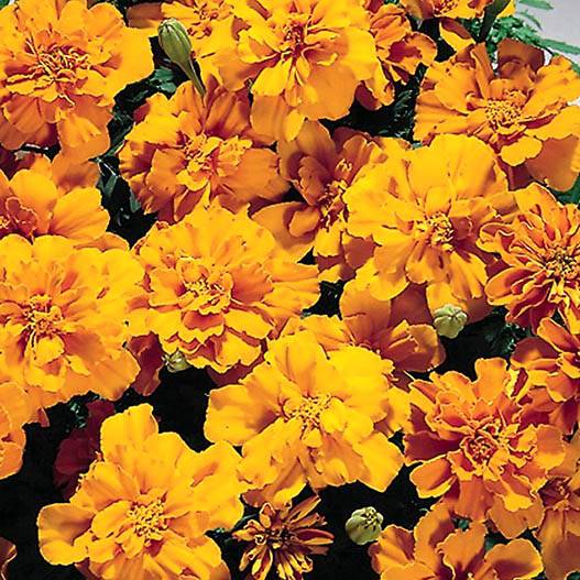 マリーゴールド フレンチ　サファリ シリーズ 