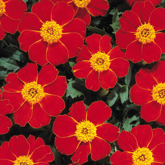 マリーゴールド フレンチ　ディスコ シリーズ 