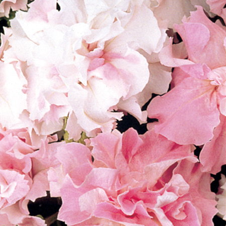 ペチュニア F1　ダブルキャスケード シリーズ 