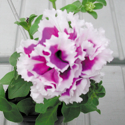 ペチュニア F1　ピロエッテ シリーズ 