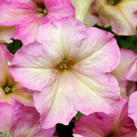 ペチュニア　ソフィスティカ コレクション 