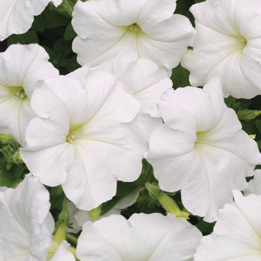 ペチュニア F1　イージーウェーブ シリーズ 