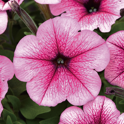 ペチュニア F1　イージーウェーブ シリーズ 