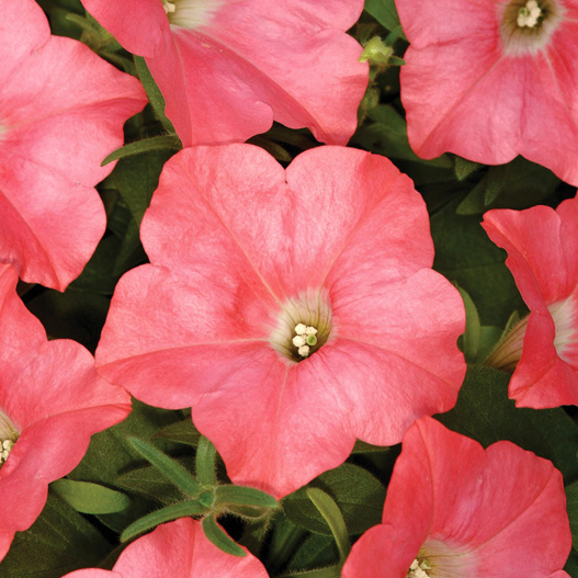 ペチュニア F1　イージーウェーブ シリーズ 