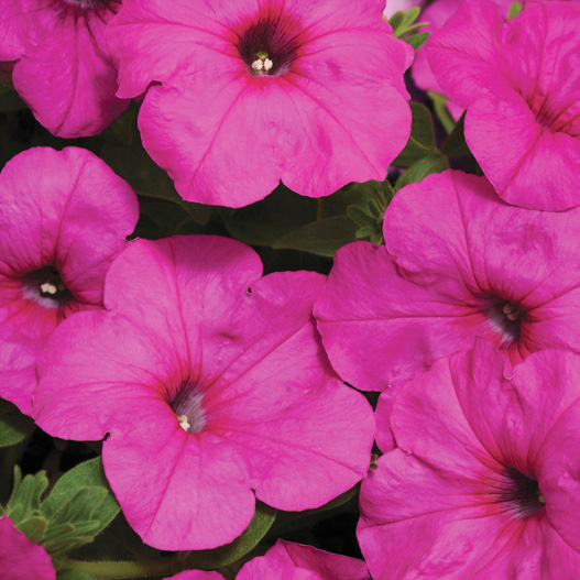 ペチュニア F1　イージーウェーブ シリーズ 