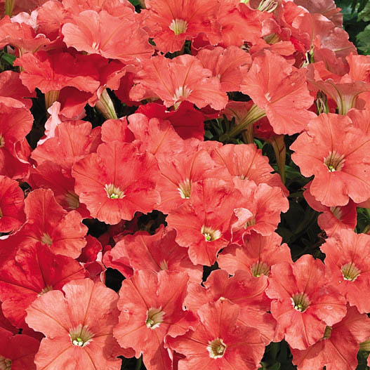 ペチュニア F1　ピコベラ シリーズ 