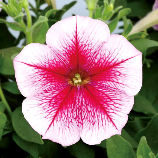 ペチュニア　エコチュニア シリーズ 