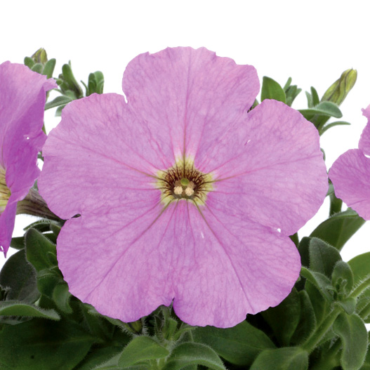 ペチュニア　エコチュニア シリーズ 