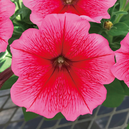 ペチュニア　エコチュニア シリーズ 