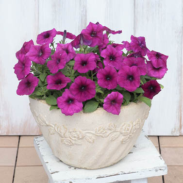 ペチュニア　エコチュニア シリーズ 