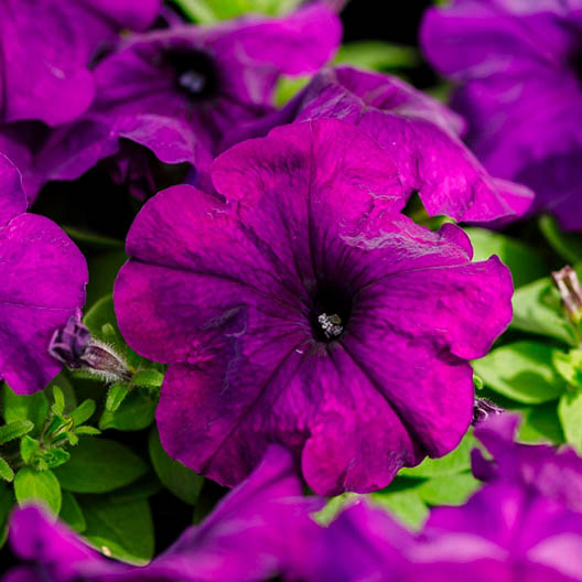 ペチュニア F1　マンボGP シリーズ 