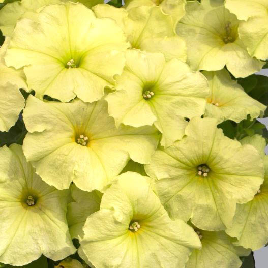 ペチュニア F1　マンボGP シリーズ 