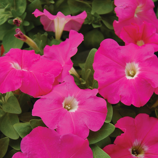 ペチュニア F1　マンボGP シリーズ 