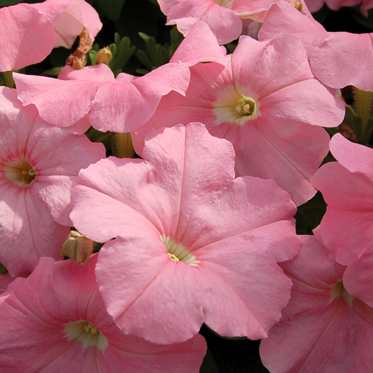 ペチュニア F1　マンボGP シリーズ 