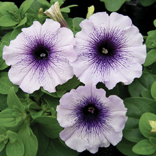 ペチュニア F1　マンボGP シリーズ 