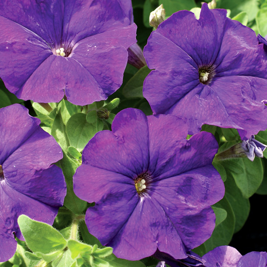 ペチュニア F1　マンボGP シリーズ 