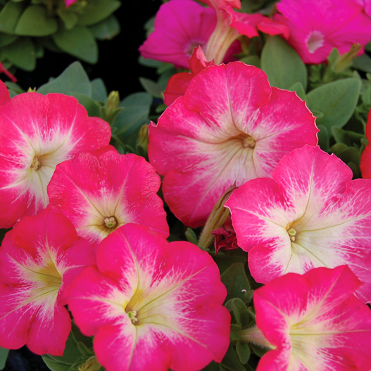 ペチュニア F1　マンボGP シリーズ 