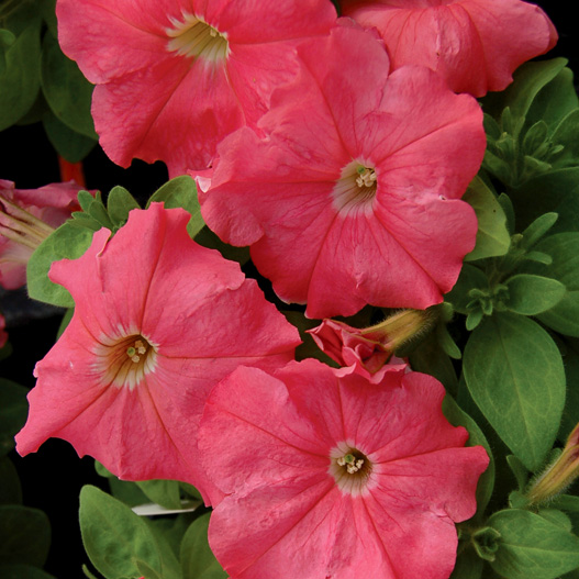 ペチュニア F1　マンボGP シリーズ 