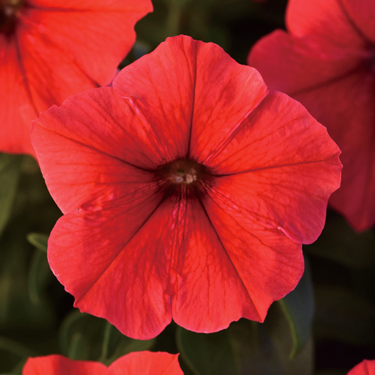 ペチュニア F1　ミラージュ シリーズ 