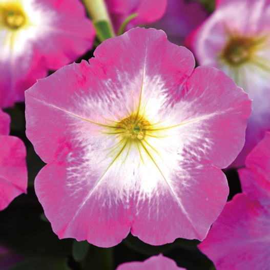 ペチュニア F1　ミラージュ シリーズ 