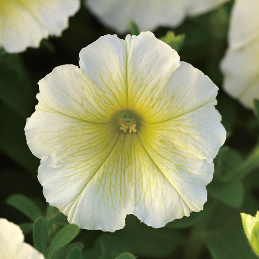 ペチュニア F1　ミラージュ シリーズ 