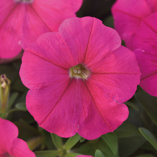 ペチュニア F1　ミラージュ シリーズ 