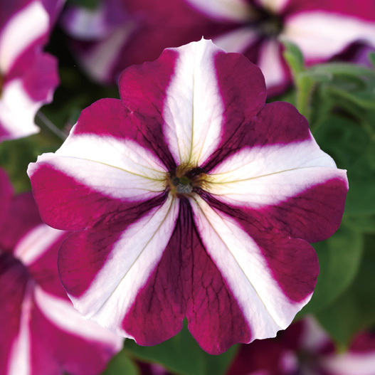 ペチュニア F1　ミラージュ シリーズ 