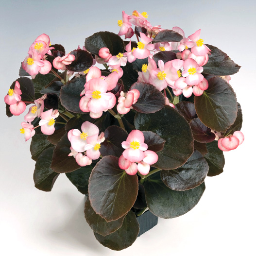 ベゴニア センパフローレンス F1　ナイトライフ シリーズ 