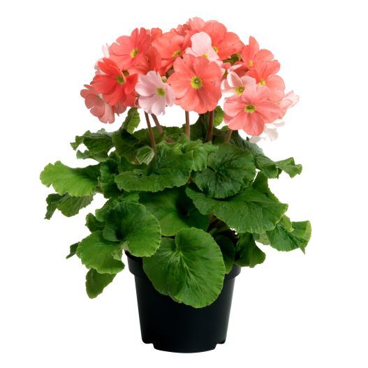 プリムラ オブコニカ F1　タッチミー ミニ シリーズ 