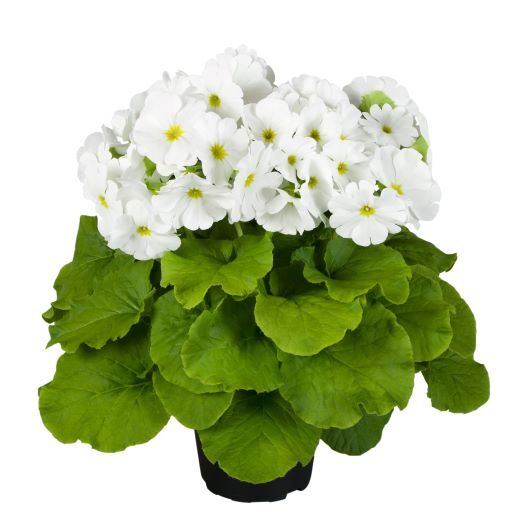 プリムラ オブコニカ F1　タッチミー ミディ シリーズ 