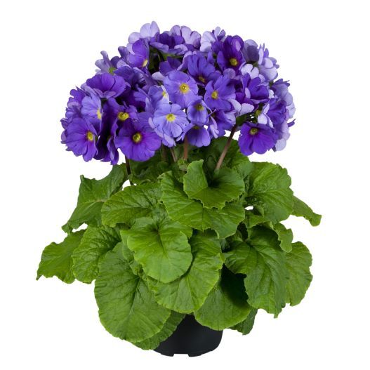 プリムラ オブコニカ F1　タッチミー ミディ シリーズ 