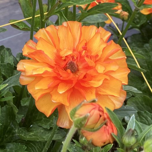 ラナンキュラス　ラックス シリーズ 