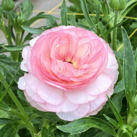 ラナンキュラス　ラックス シリーズ 