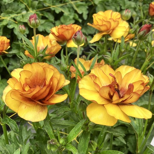 ラナンキュラス　ラックス シリーズ 