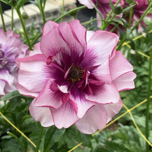 ラナンキュラス　ラックス シリーズ 