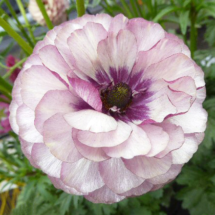 ラナンキュラス　ラックス シリーズ 