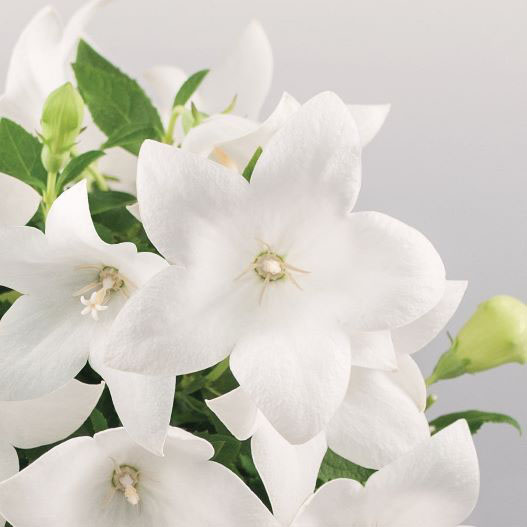 キキョウ　ポップスター シリーズ 