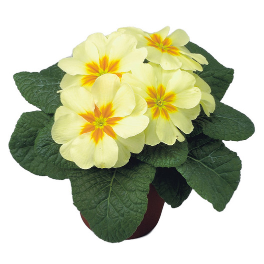 プリムラ アコーリス F1　ボネリ シリーズ 