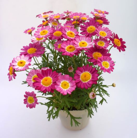 マーガレット　アンジェリック 