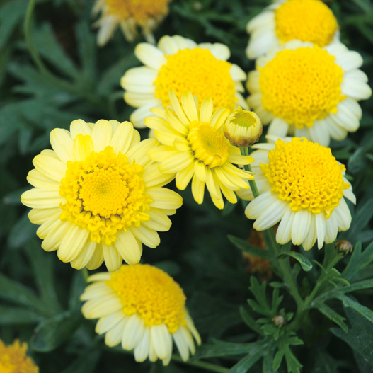 マーガレット　モリンバ 