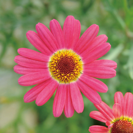 マーガレット　モリンバ 