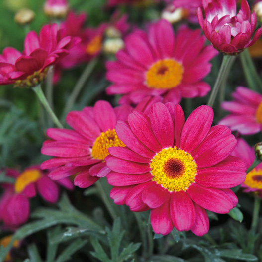 マーガレット　モリンバ 