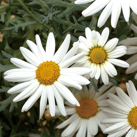 マーガレット　モリンバ 