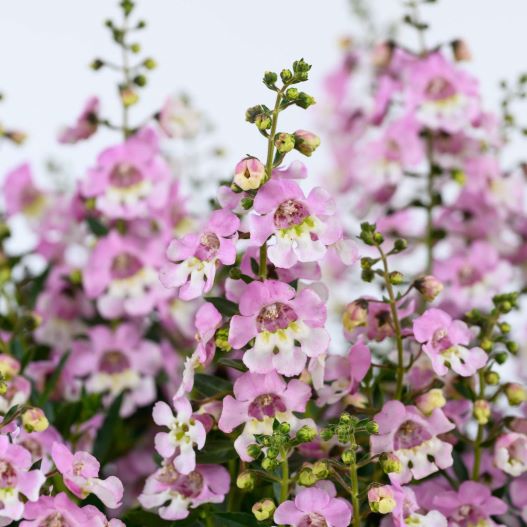 アンゲロニア　アロニア シリーズ 