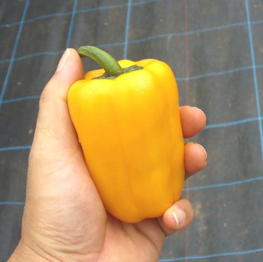 パプリカ　プルチーノ 