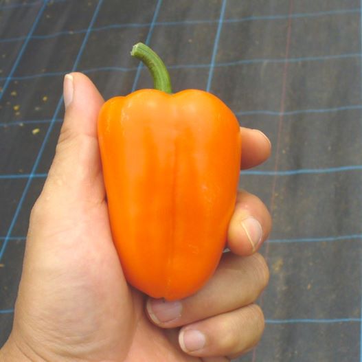 パプリカ　プルチーノ 