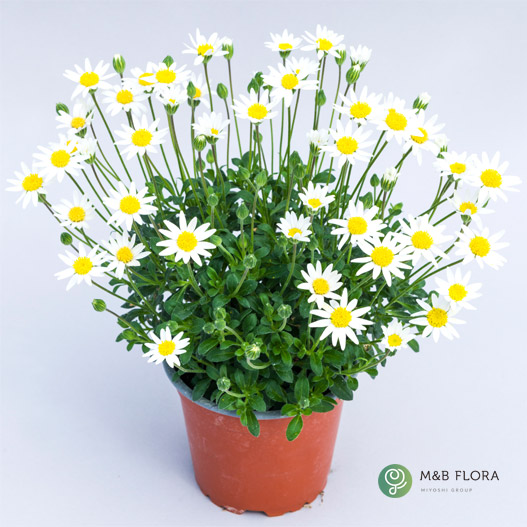 フェリシア　ベリシア 